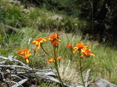 Jacobaea abrotanifolia