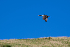 Leucocarbo chalconotus