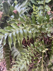 Dryopteridoideae