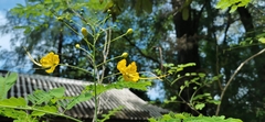 Caesalpinia pulcherrima flava