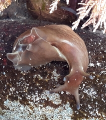Aplysia punctata