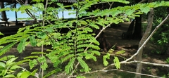 Caesalpinia pulcherrima flava