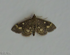 Anania coronata