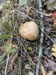 Tricholoma grave
