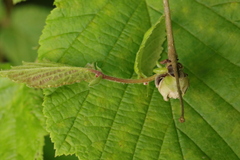 Phytoptus avellanae