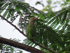 Psilopogon lineatus