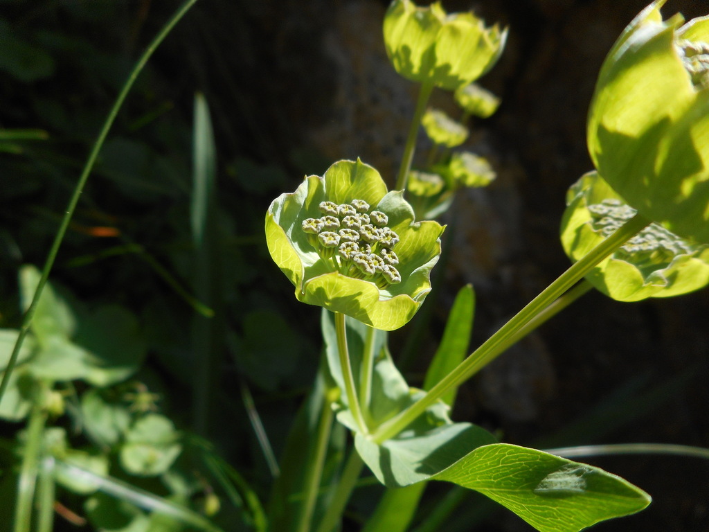 Starry Hare's-ear