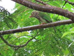 Psilopogon lineatus
