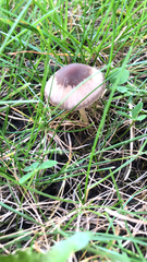 Panaeolus foenisecii