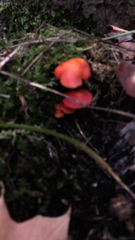 Hygrocybe miniata