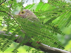 Psilopogon lineatus