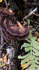 Daedaleopsis confragosa