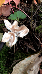 Clitocybe fragrans