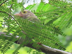 Psilopogon lineatus
