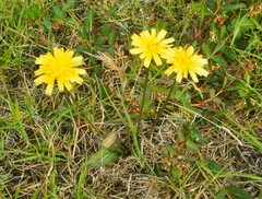 Hypochaeris glabra