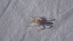 Anyphaena