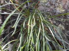 Phyteuma hedraianthifolium