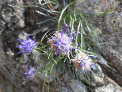 Phyteuma hedraianthifolium