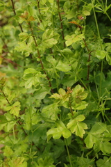 Crataegus monogyna