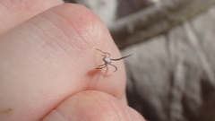 Uloborus walckenaerius