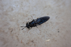 Hermetia illucens
