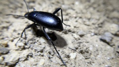 Eleodes longicollis