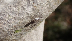 Uloborus walckenaerius