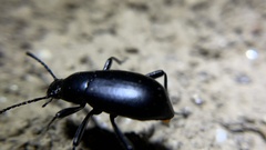 Eleodes longicollis