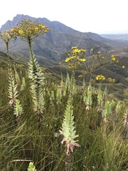 Osteospermum corymbosum