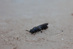 Hermetia illucens