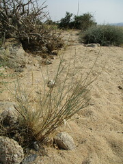 Polygala guerichiana