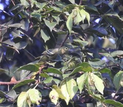 Aegithina viridissima