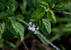 Stachytarpheta jamaicensis