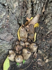 Coprinopsis atramentaria