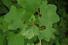 Ribes rubrum
