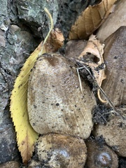Coprinopsis atramentaria