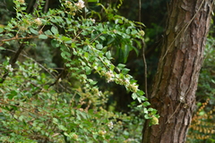 Abelia chinensis