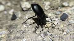 Eleodes longicollis