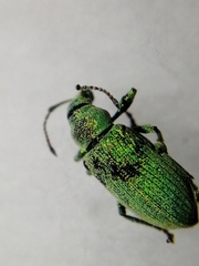 Phyllobius maculicornis
