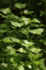 Ribes rubrum