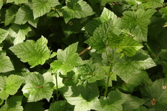 Ribes rubrum