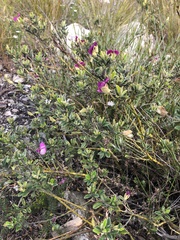 Podalyria buxifolia