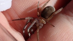 Filistata insidiatrix