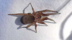 Filistata insidiatrix