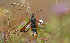 Pyropteron chrysidiforme