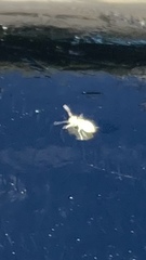 Psocidae