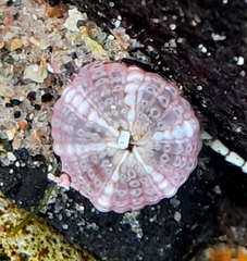 Aulactinia verrucosa