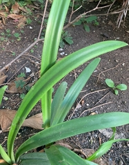 Hymenocallis speciosa