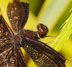 Rhyothemis princeps