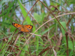 Junonia almana javana